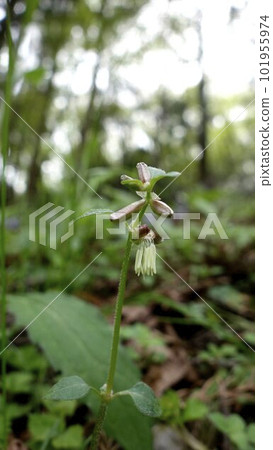 Wild grass Yamatogusa named by Dr. Makino for the first time in Japan Wild grass Yamatogusa named by Dr. Makino for the first time in Japan 101955974