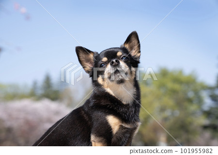 Bust up of cherry blossoms, blue sky and Chihuahua 101955982