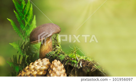 Wild Boletus badius mushroom growing on moss covered stump Wild Boletus badius mushroom growing on moss covered stump 101956097