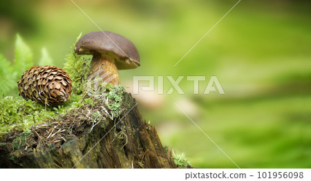 Wild Boletus badius mushroom growing on moss covered stump Wild Boletus badius mushroom growing on moss covered stump 101956098
