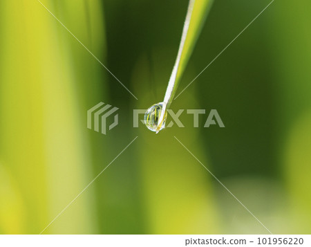 water droplets on fresh green leaves water droplets on fresh green leaves 101956220
