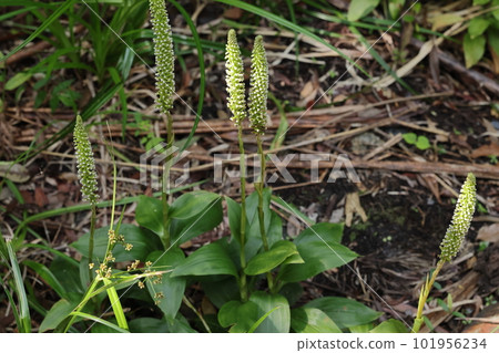 天然植物：金魚草，沿著潮濕的水邊和懸崖形成群落。長到幾十厘米的蘭科植物 101956234