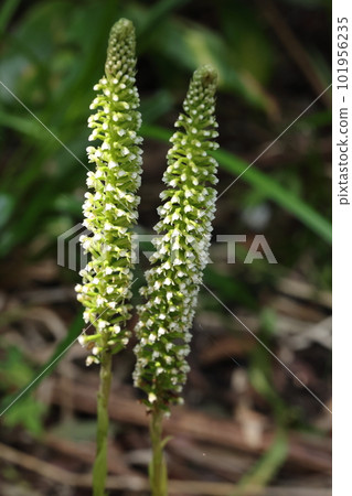 天然植物：金魚草、南方蘭花。許多小花附在穗狀花序上 101956235