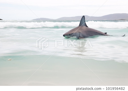 Great White Shark (Carcharodon carcharias) at the beach. Generative AI 101956482