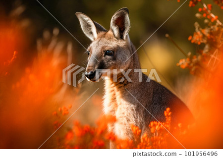 Kangaroo looking at camera in orange wildflowers, Australia. Generative AI Kangaroo looking at camera in orange wildflowers, Australia. Generative AI 101956496