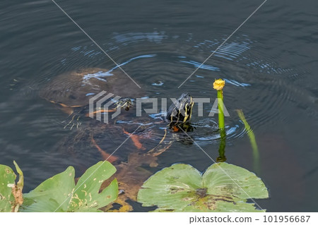 Florida Redbelly Turtles - Pseudemys nelsoni - eating water lily. 101956687