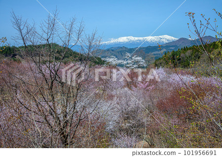 Sakura Pass 101956691