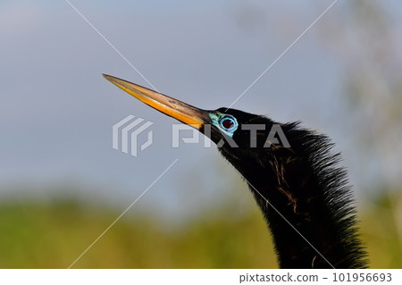 Portrait of male Anhinga - Anhinga anhinga - in breeding coloration. Portrait of male Anhinga - Anhinga anhinga - in breeding coloration. 101956693