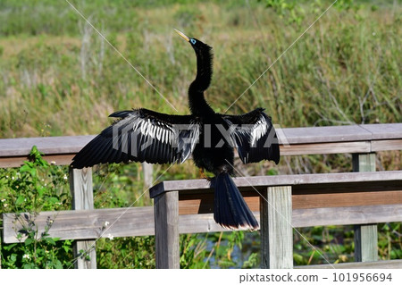 Male Anhinga - Anhinga anhinga - perched on Anhinga Trail railing in Everglades. 101956694