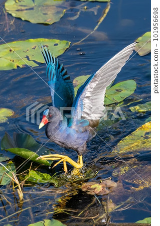 Purple Gallinule - Porphyrio martinicus - on Spatterdock bed in Everglades. 101956698