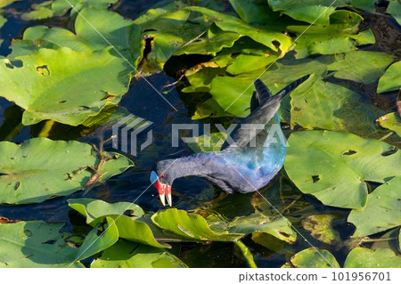 Purple Gallinule - Porphyrio martinicus - on Spatterdock bed in Everglades. 101956701