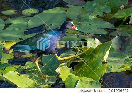 Purple Gallinule - Porphyrio martinicus - on Spatterdock bed in Everglades. 101956702