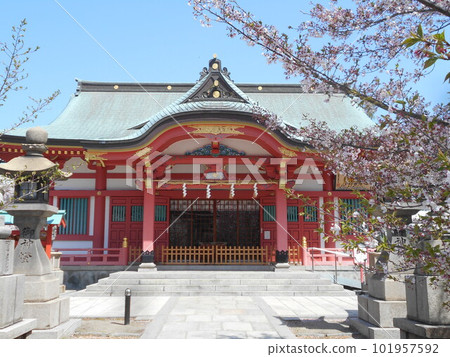 土佐稻荷神社的櫻花 101957592