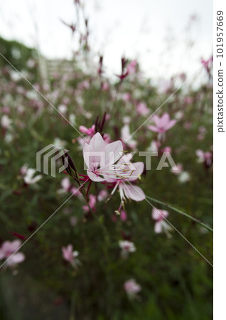 粉紅色的高拉花盛開。學名 Oenothera lindheimeri 粉紅色的高拉花盛開。學名 Oenothera lindheimeri 101957669