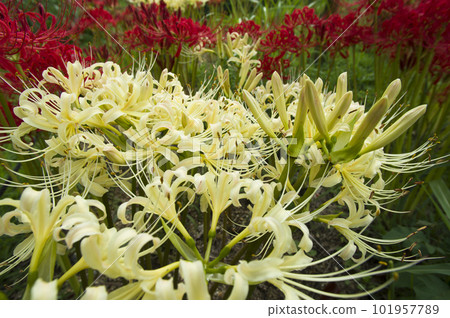 Shirobanamanjushage的白色花朵正在盛開。學名是 Lycoris albiflora。白簇孤挺花 Shirobanamanjushage的白色花朵正在盛開。學名是 Lycoris albiflora。白簇孤挺花 101957789