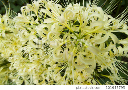 Shirobanamanjushage的白色花朵正在盛開。學名是 Lycoris albiflora。白簇孤挺花 101957795