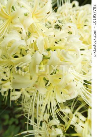 The white flowers of Shirobanamanjushage are blooming. The scientific name is Lycoris albiflora. white cluster amaryllis The white flowers of Shirobanamanjushage are blooming. The scientific name is Lycoris albiflora. white cluster amaryllis 101957798