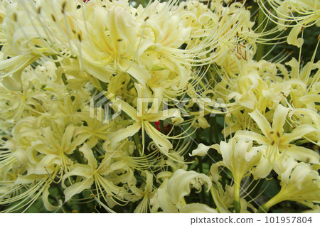 The white flowers of Shirobanamanjushage are blooming. The scientific name is Lycoris albiflora. white cluster amaryllis 101957804