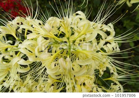 The white flowers of Shirobanamanjushage are blooming. The scientific name is Lycoris albiflora. white cluster amaryllis The white flowers of Shirobanamanjushage are blooming. The scientific name is Lycoris albiflora. white cluster amaryllis 101957806