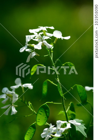 White flowers of Ginsenso 101958090