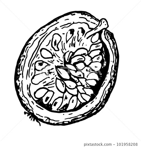 Passion fruit illustration isolated on white background. Half fruit, piece of maracuya vector hand drawn. Design element for wrapping, menu, market, herbal tea, ice-cream, stickers, tableware Passion fruit illustration isolated on white background. Half fruit, piece of maracuya vector hand drawn. Design element for wrapping, menu, market, herbal tea, ice-cream, stickers, tableware 101958208