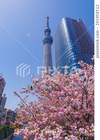 Tokyo Sky Tree Tokyo Sky Tree 101958512
