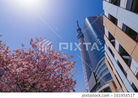 Tokyo Sky Tree 101958517
