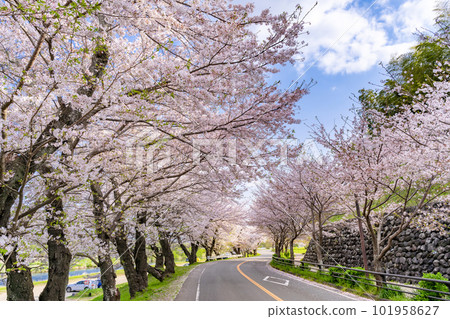 靜岡縣伊豆之國市神野川櫻花公園景觀 靜岡縣伊豆之國市神野川櫻花公園景觀 101958627