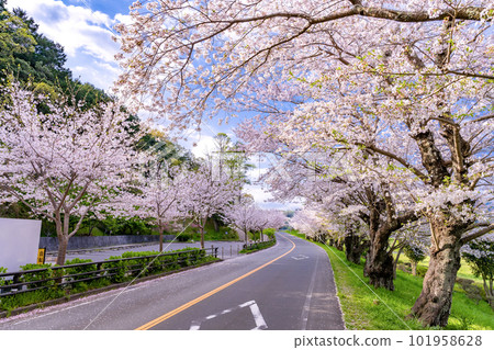 靜岡縣伊豆之國市神野川櫻花公園景觀 101958628