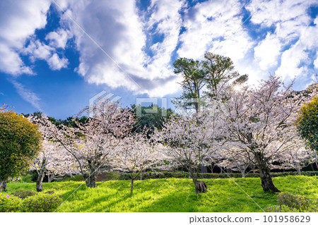 靜岡縣伊豆之國市神野川櫻花公園景觀 101958629