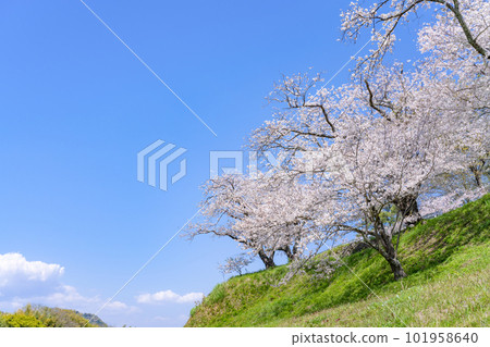 靜岡縣伊豆之國市神野川櫻花公園景觀 101958640