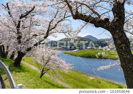 靜岡縣伊豆之國市神野川櫻花公園景觀 101958646