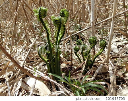 草曾哲(秋田縣緒方村,4/13) 草曾哲(秋田縣緒方村,4/13) 101958703