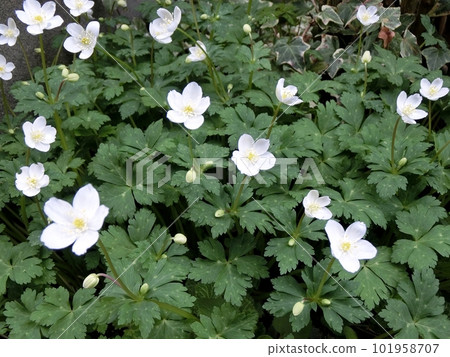 Nirinsou（秋田市，4/9） 101958707