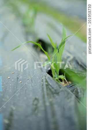 Maize seedlings 101958730