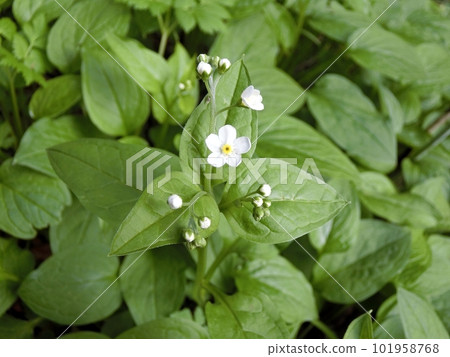 Tachikamebasou（木曾石金山瀑布，秋田市，4 月 19 日） 101958768