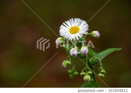Haruzion（Haru Shion） 101958812