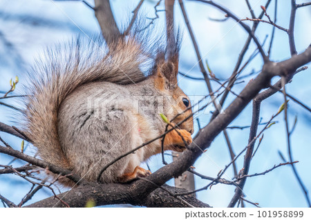 The squirrel with nut sits on a branches in the spring or summer. 101958899
