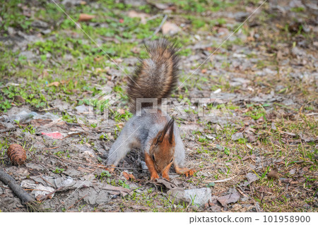 Squirrel in autumn or spring hides nuts on the green grass with fallen yellow leaves 101958900