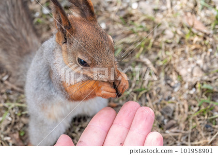A squirrel in the spring or autumn eats nuts from a human hand. Eurasian red squirrel, Sciurus vulgaris 101958901