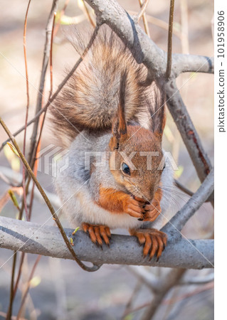 The squirrel with nut sits on a branches in the spring or summer. 101958906