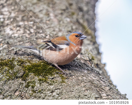 Common chaffinch, Fringilla coelebs, sits on a tree. Common chaffinch in wildlife. 101958926