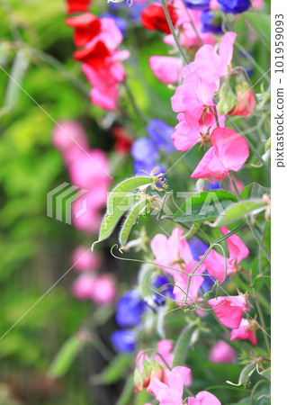 色彩繽紛的甜豌豆 101959093