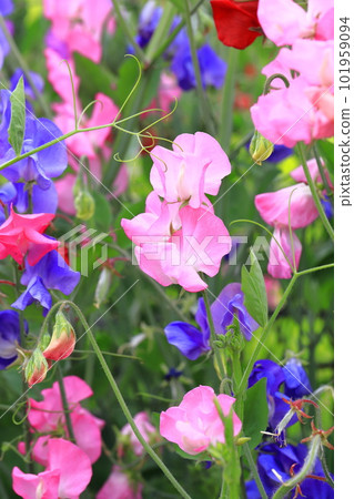 色彩繽紛的甜豌豆 色彩繽紛的甜豌豆 101959094