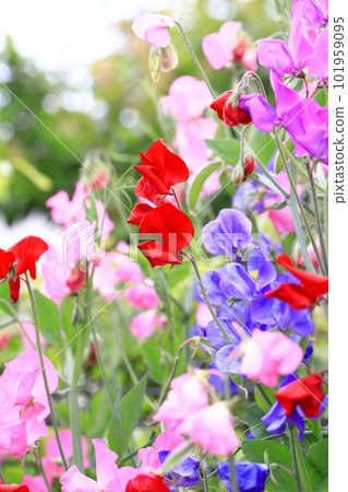 色彩繽紛的甜豌豆 101959095