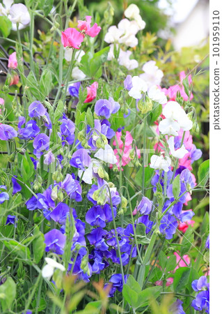 Colorful sweet peas 101959110