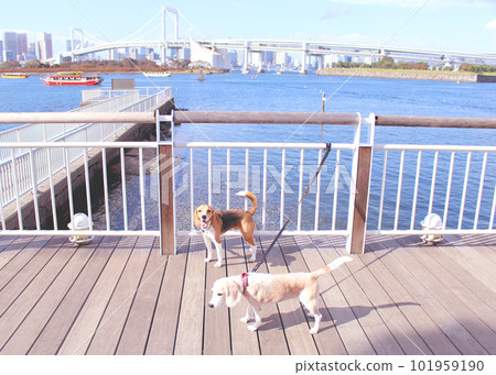 兩隻比格犬在台場散步 兩隻比格犬在台場散步 101959190