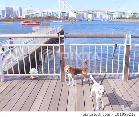 兩隻比格犬在台場散步 101959212