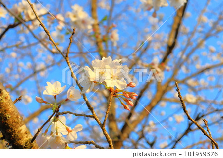 Cherry blossoms and blue sky in the evening Cherry blossoms and blue sky in the evening 101959376