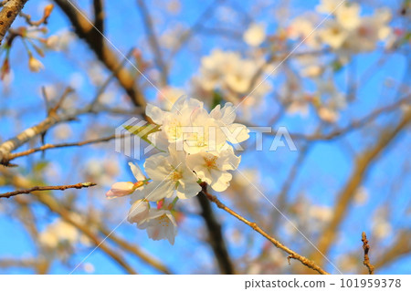 Cherry blossoms and blue sky in the evening Cherry blossoms and blue sky in the evening 101959378
